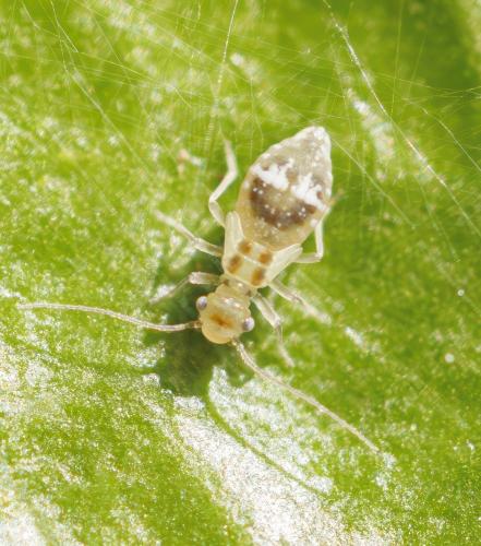 Graphopsocus cruciatus
